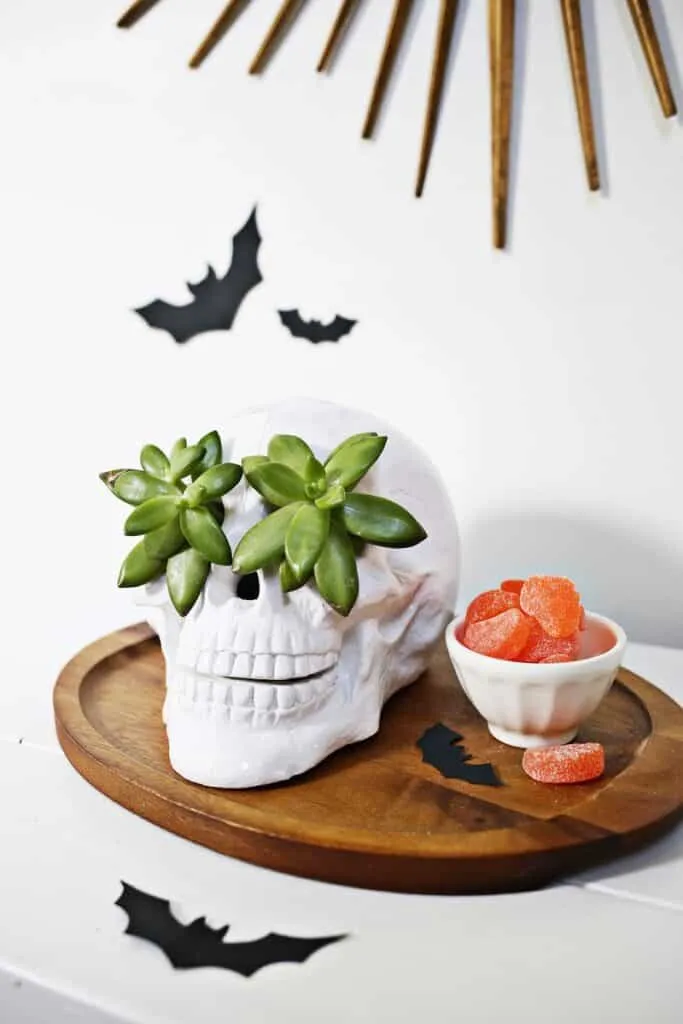 Skull Succulent Planter