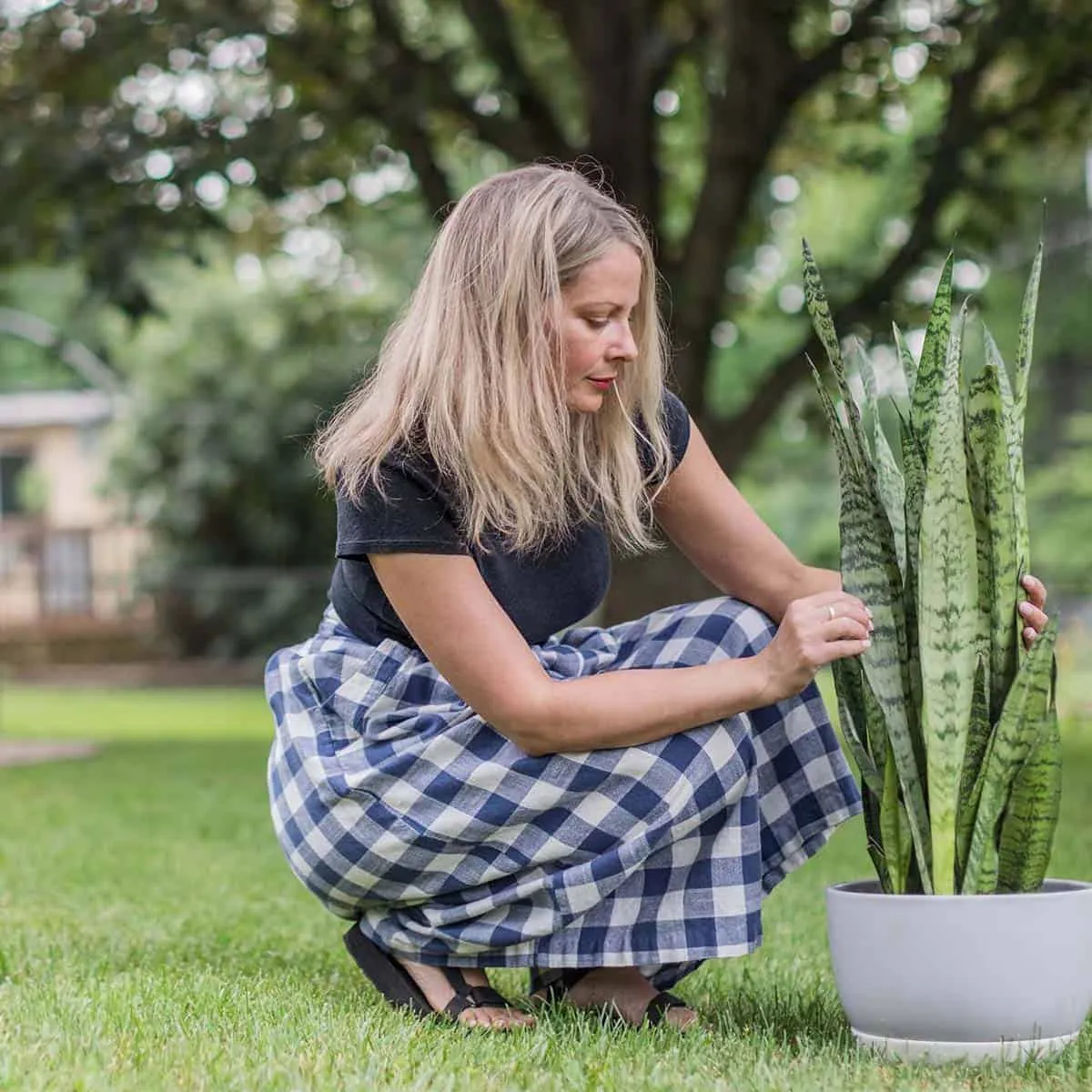 Sansevieria