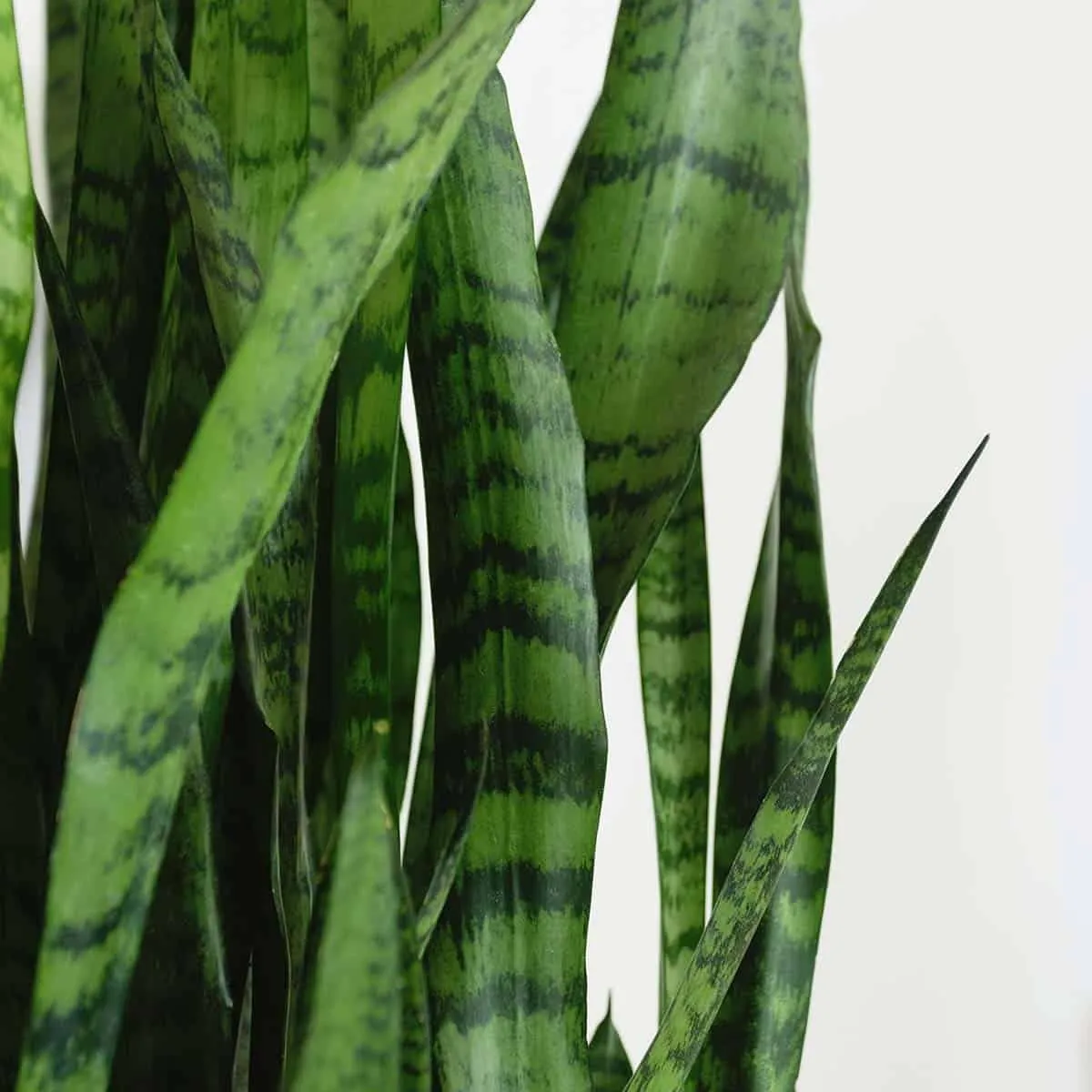 Sansevieria