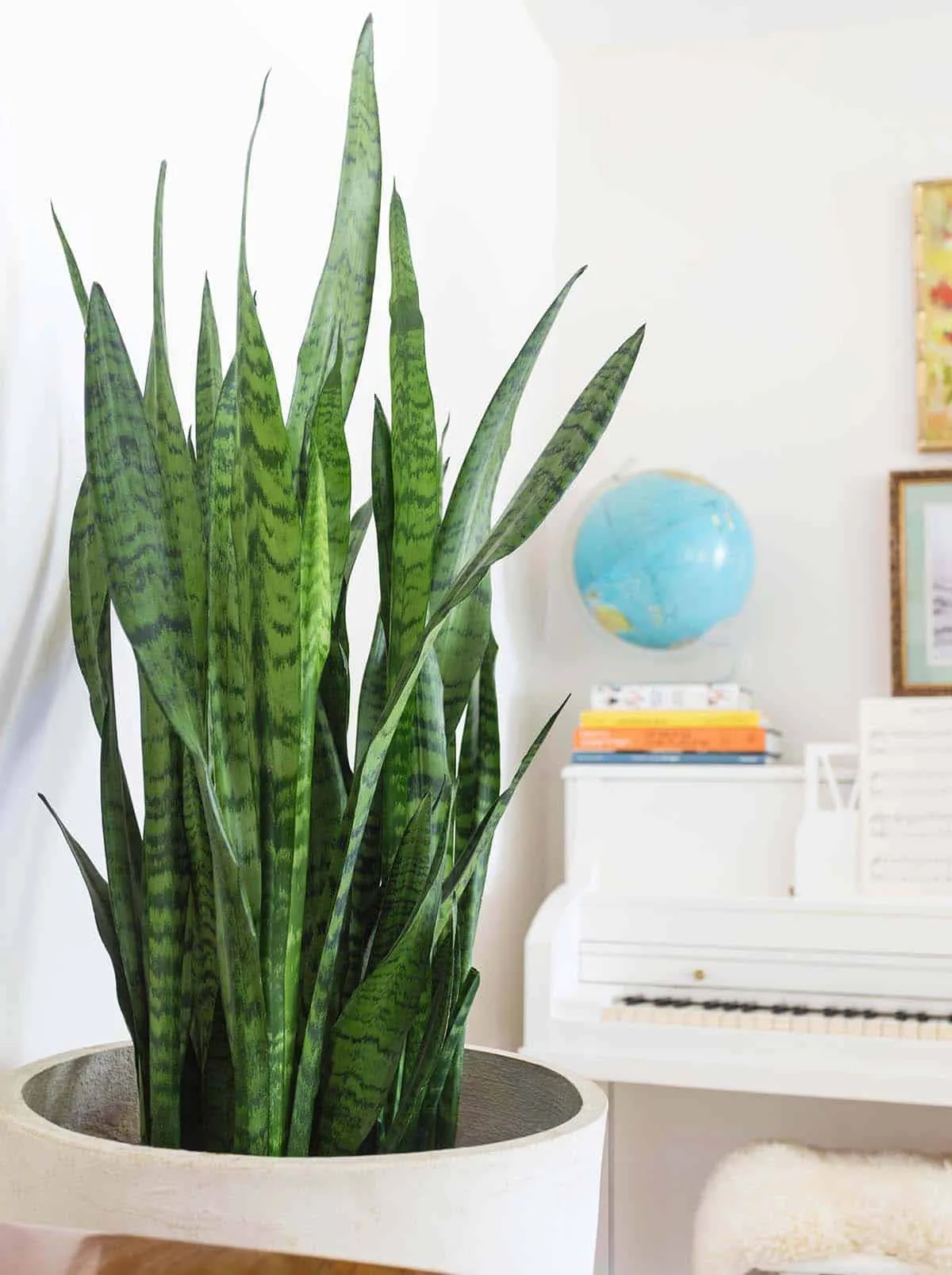 Sansevieria