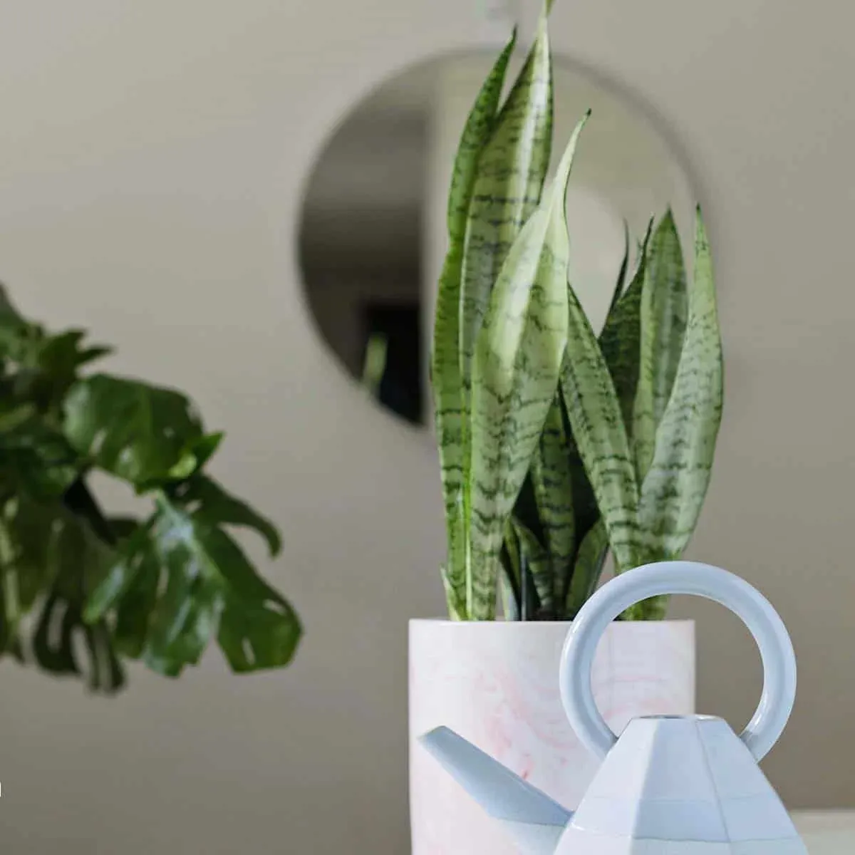 Sansevieria