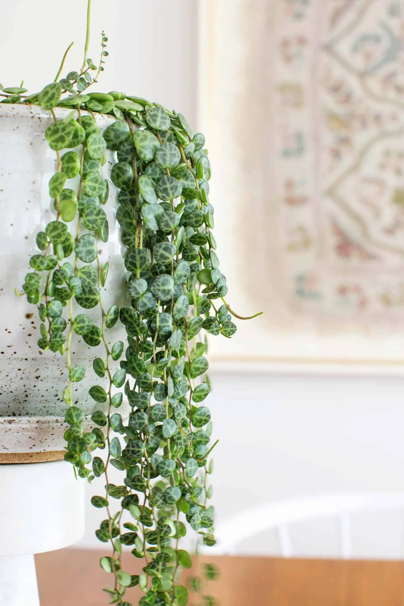 How to Care for String of Pearls Plants