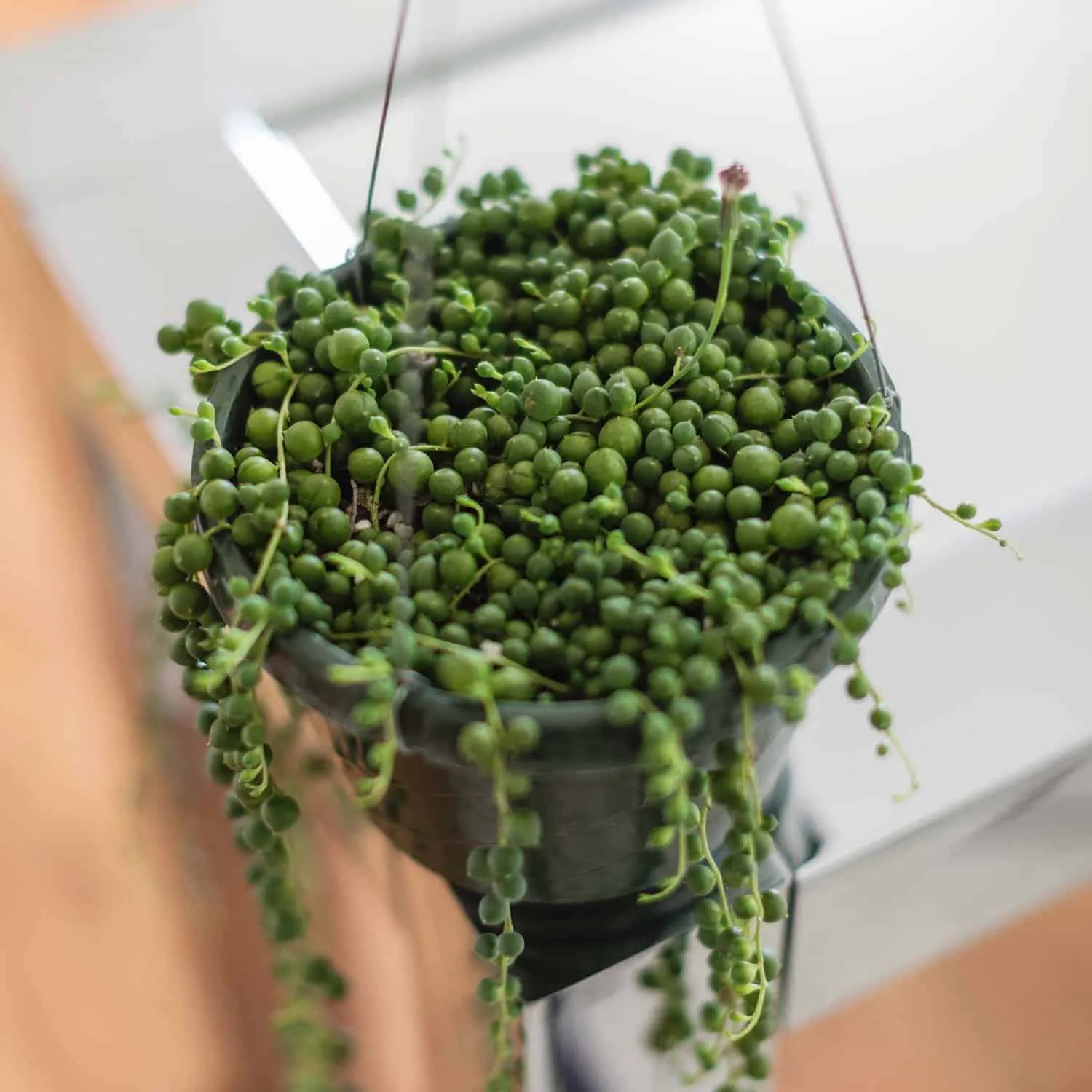 How to Care for String of Pearls Plants