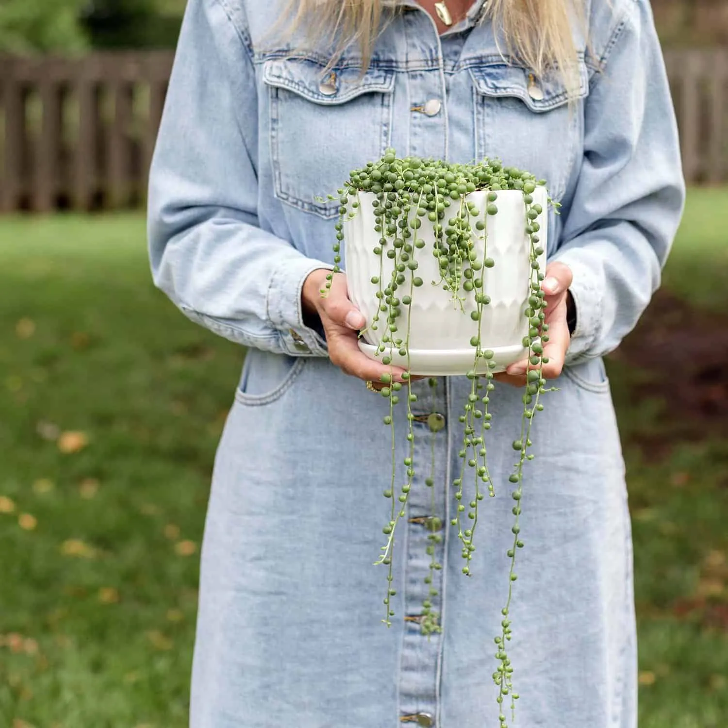 How to Care for String of Pearls Plants