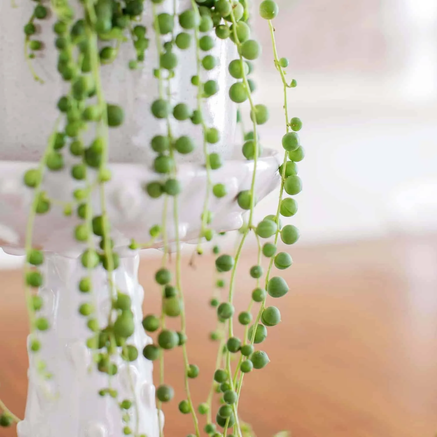 How to Care for String of Pearls Plants