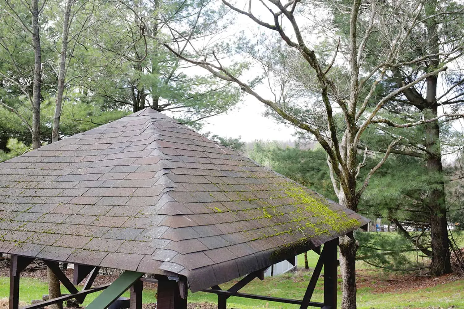 Shingle roof with moss and algae