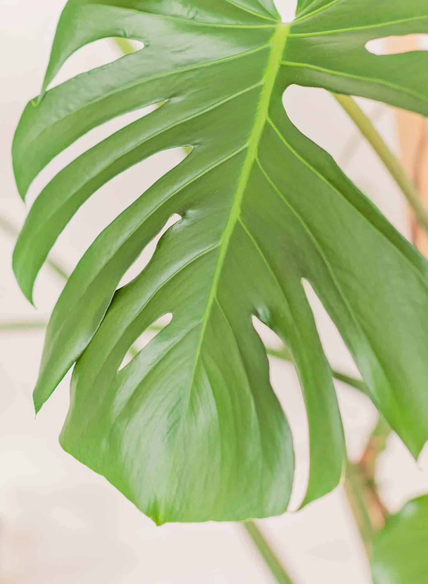 Monstera