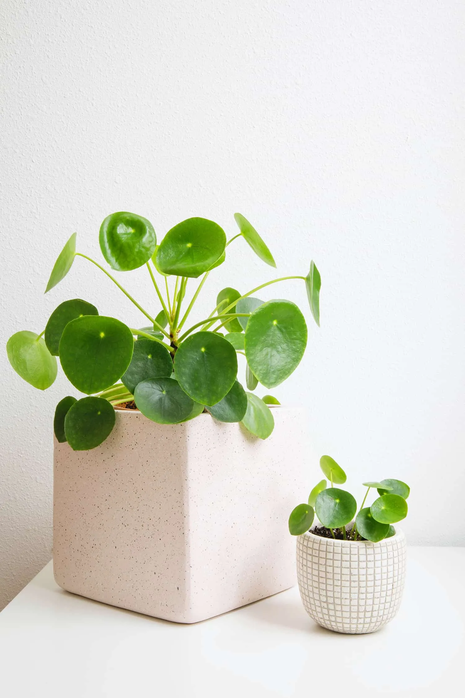 Clear chair with green and pink blanket next to a stand with plants