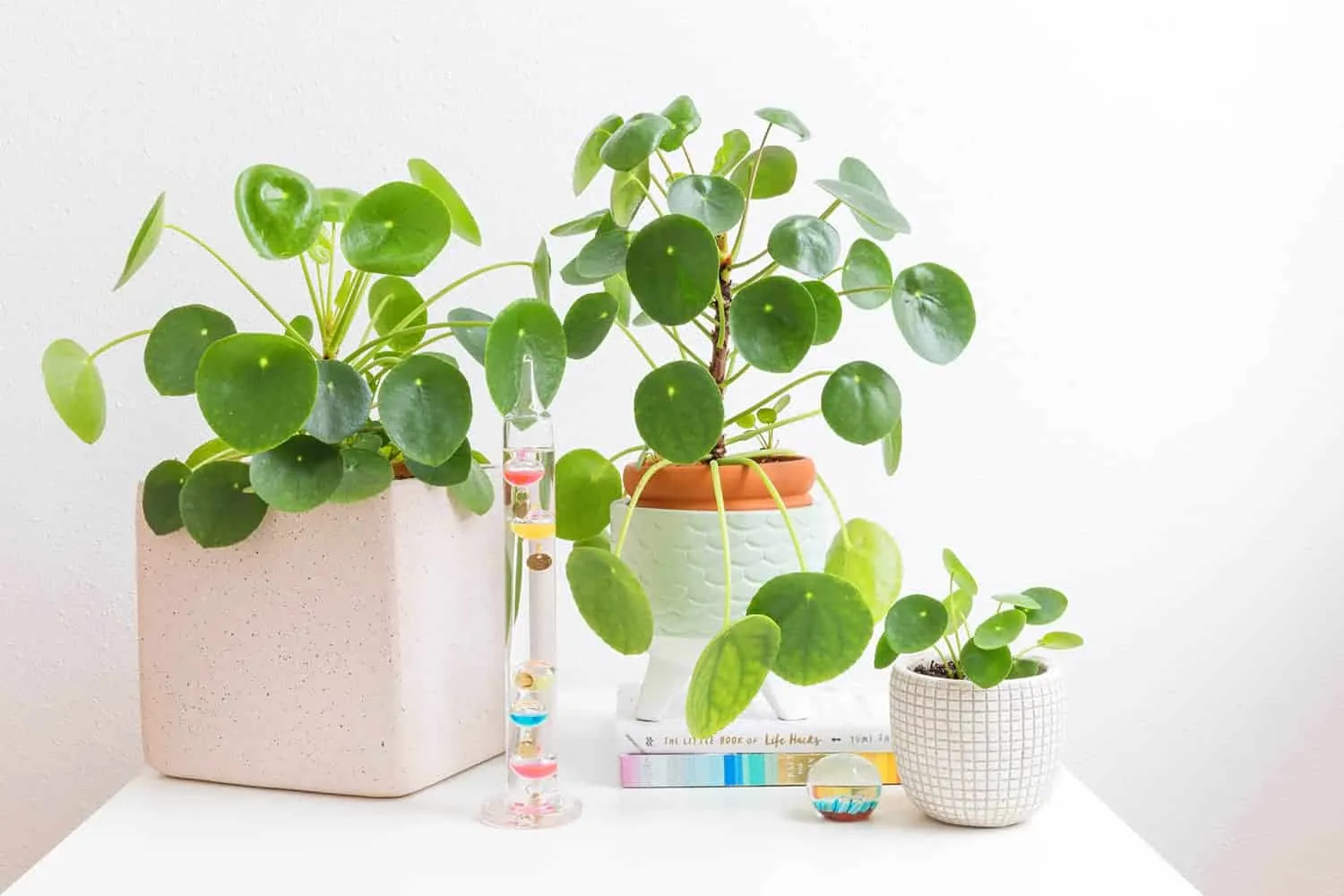 pilea