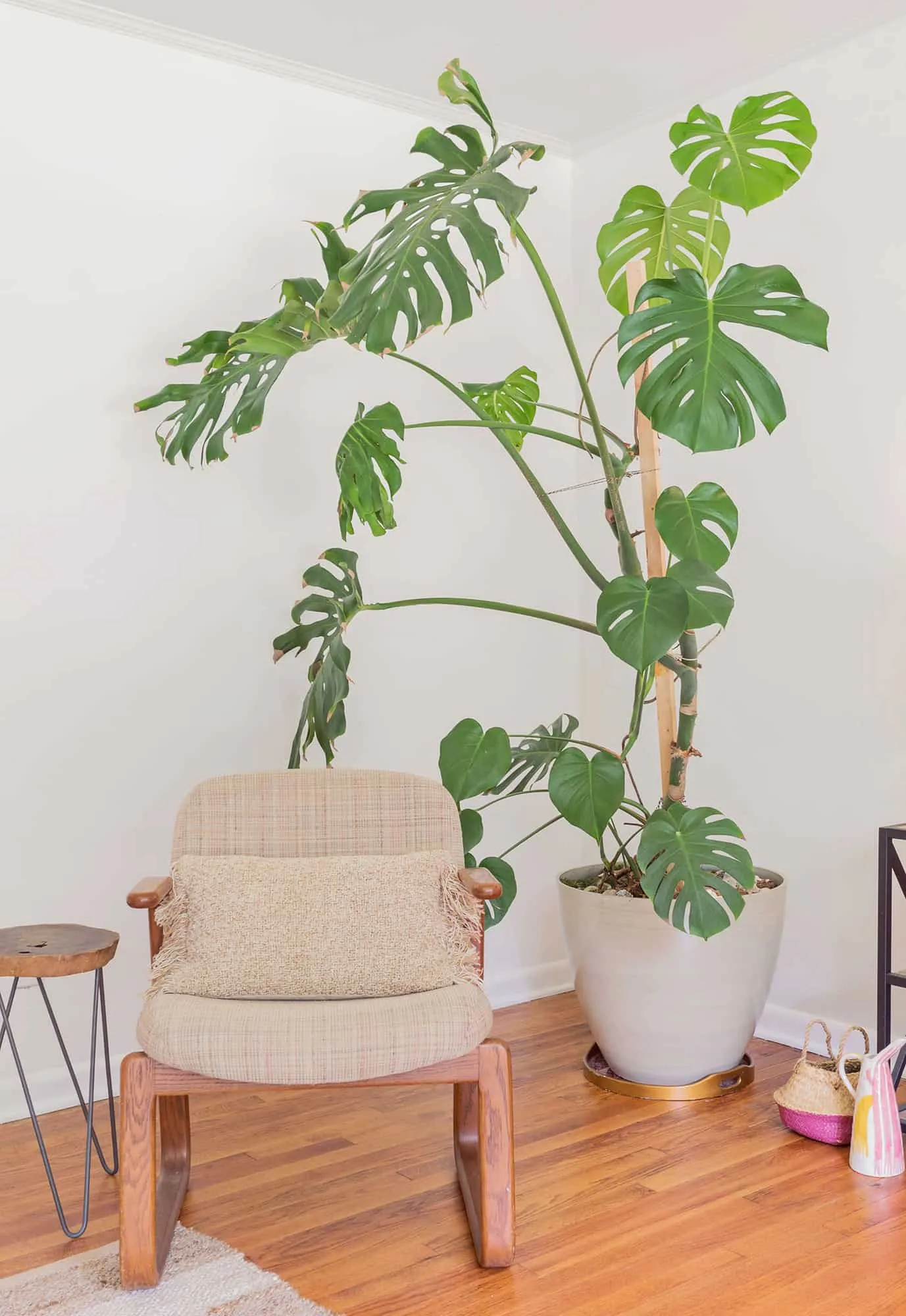 Monstera plant with a woman hiding behind it